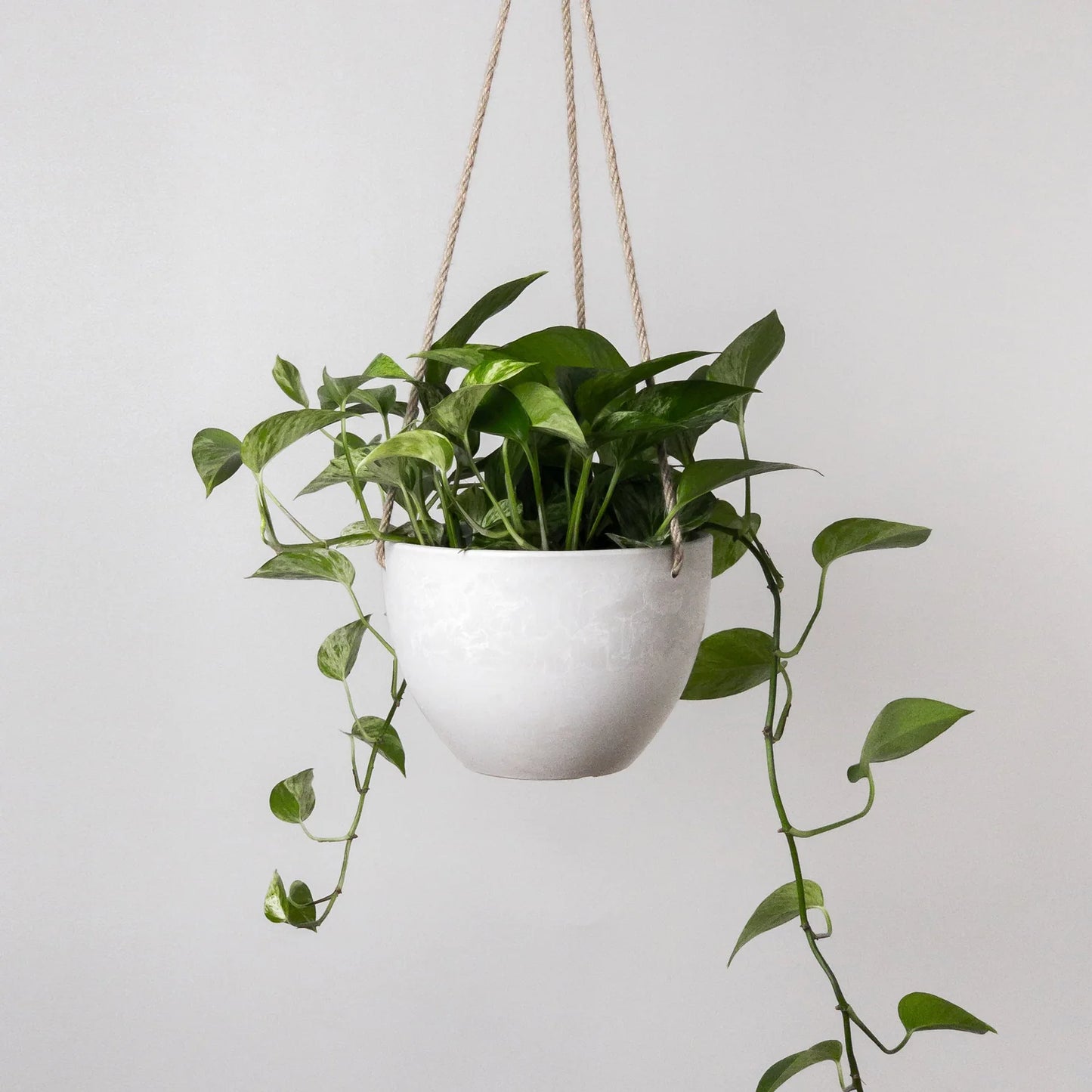 8" hanging planter