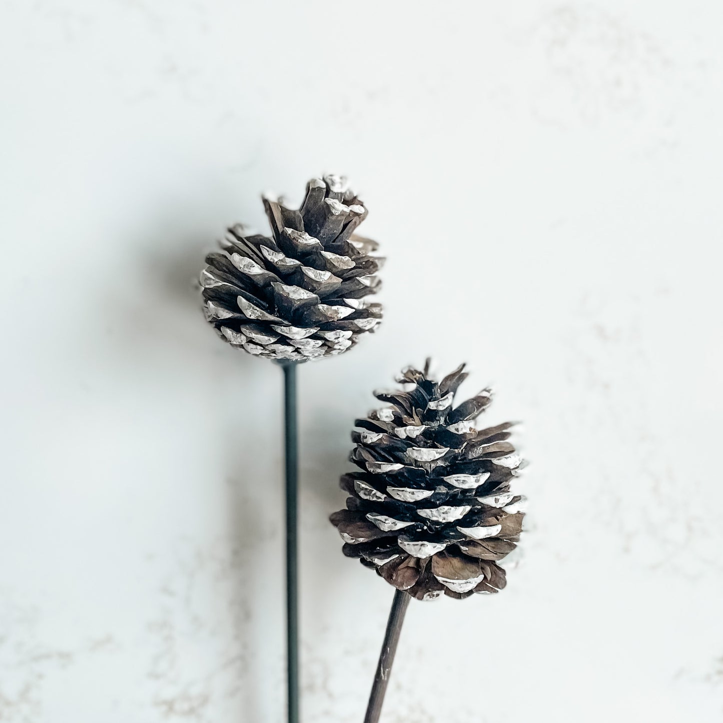 white tip pine cone stems