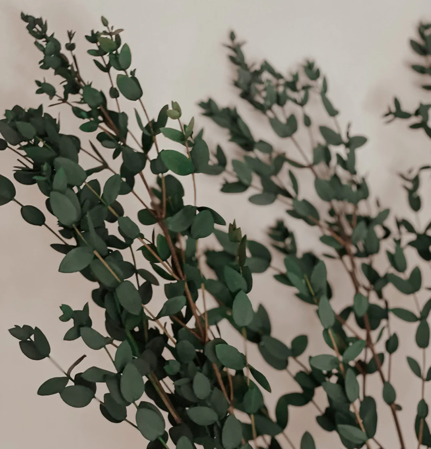 preserved parvifolia eucalyptus